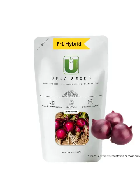 urja kalyani onion seeds