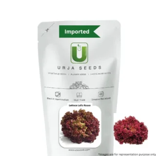 URJA LOLLA RED - LETTUCE SEEDS -Kisanjeevan