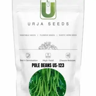 URJA POLE BEANS US-123 -Kisanjeevan