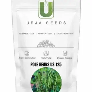 URJA POLE BEANS US-125 -Kisanjeevan