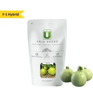 URJA SUMMER SQUASH F-1 HYBRID US-515 (LIGHT GREEN) -Kisanjeevan