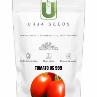 URJA TOMATO F1 999-Kisanjeevan