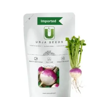 URJA TURNIP PURPLE TOP WHITE SEEDS -Kisanjeevan