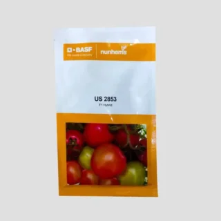 Nunhems US 2853 F1 Hybrid Tomato Seeds -Kisanjeevan
