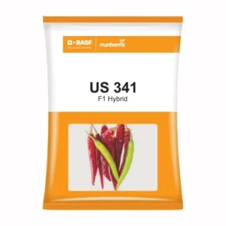 Nunhems US 341 Chilli Seeds - F1 Hybird -Kisanjeevan