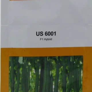 Nunhems US 6001 F1 Hybrid Ridge Gourd Seeds -Kisanjeevan