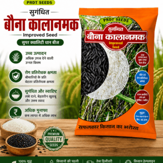 बौना काला नमक किरण धान बीज